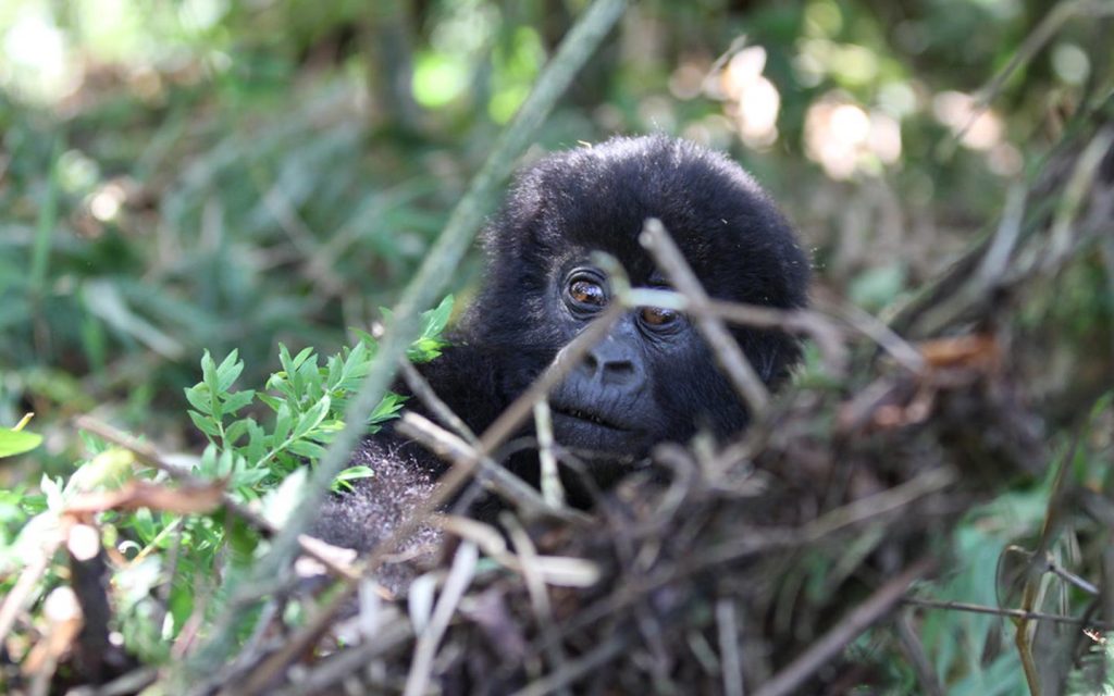 Gorilla Safari